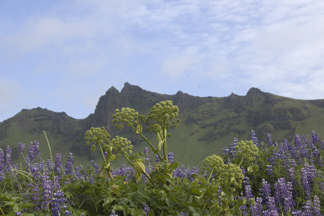 2011-07-07_10-27-44 island.jpg - Alaska-Lupinen (Lupinus nootkatensis) und  Engelswurz (Angelica archangelica)